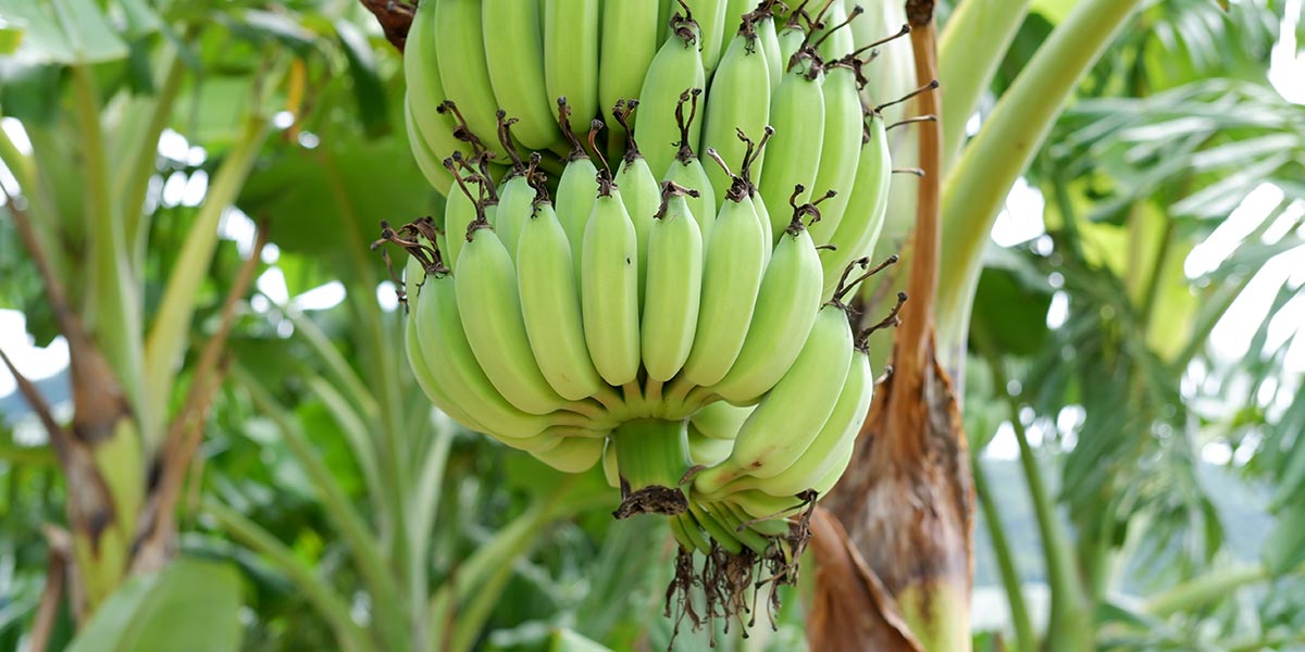 Banane: allarme clima in America Latina e nei Caraibi